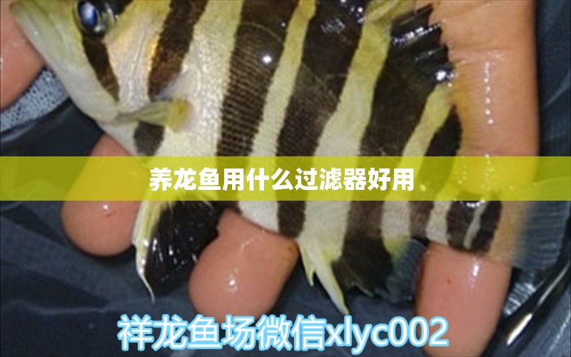 養(yǎng)龍魚用什么過濾器好用 