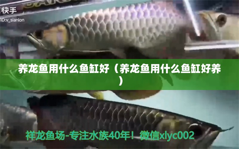 養(yǎng)龍魚(yú)用什么魚(yú)缸好（養(yǎng)龍魚(yú)用什么魚(yú)缸好養(yǎng)）