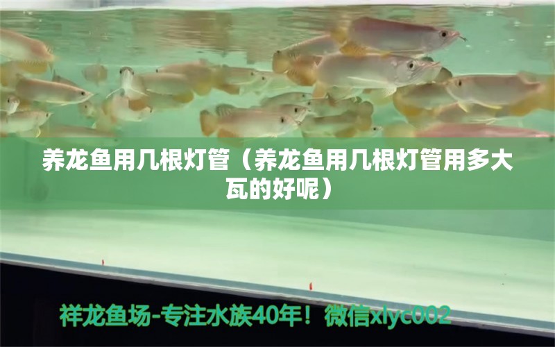 養(yǎng)龍魚用幾根燈管（養(yǎng)龍魚用幾根燈管用多大瓦的好呢）