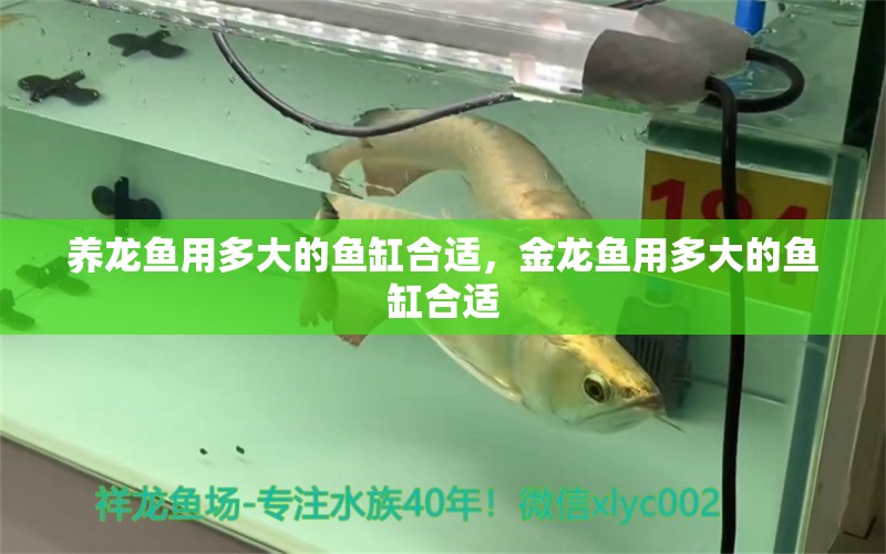 養(yǎng)龍魚用多大的魚缸合適，金龍魚用多大的魚缸合適 觀賞魚