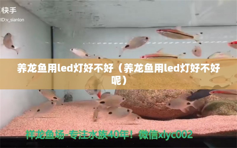 養(yǎng)龍魚(yú)用led燈好不好（養(yǎng)龍魚(yú)用led燈好不好呢） 廣州龍魚(yú)批發(fā)市場(chǎng)