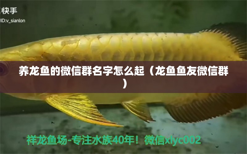 養(yǎng)龍魚的微信群名字怎么起（龍魚魚友微信群）