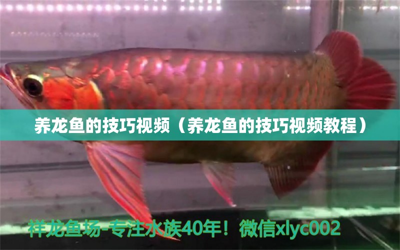 養(yǎng)龍魚的技巧視頻（養(yǎng)龍魚的技巧視頻教程）