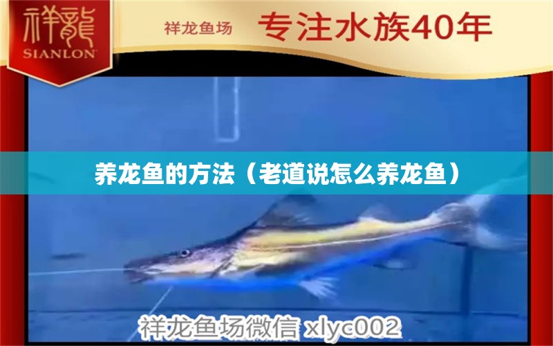 養(yǎng)龍魚的方法（老道說怎么養(yǎng)龍魚）