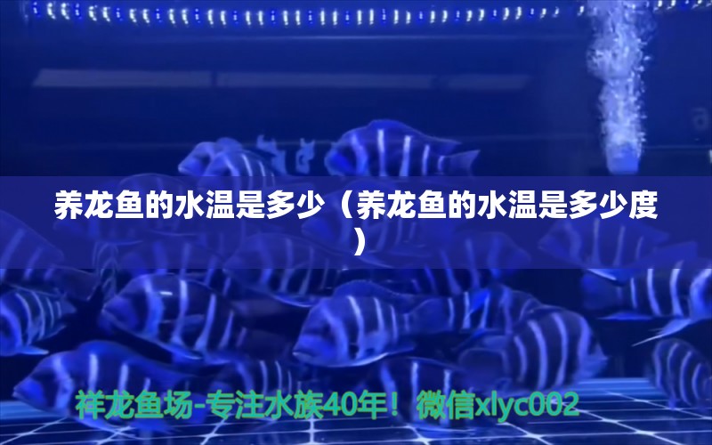 養(yǎng)龍魚(yú)的水溫是多少（養(yǎng)龍魚(yú)的水溫是多少度） 祥龍水族醫(yī)院