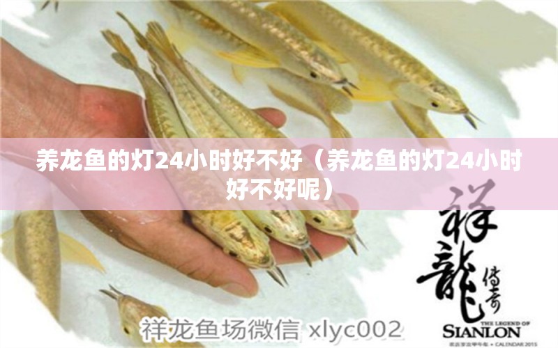 養(yǎng)龍魚的燈24小時好不好（養(yǎng)龍魚的燈24小時好不好呢）