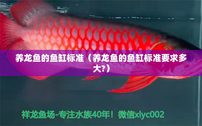 養(yǎng)龍魚的魚缸標準（養(yǎng)龍魚的魚缸標準要求多大?）