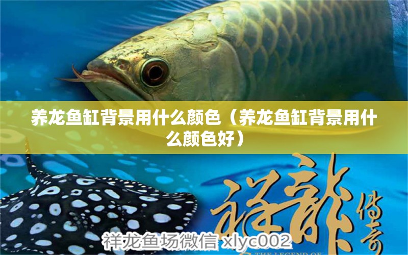 養(yǎng)龍魚缸背景用什么顏色（養(yǎng)龍魚缸背景用什么顏色好）