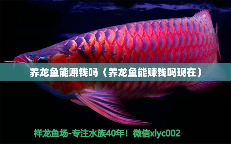 養(yǎng)龍魚能賺錢嗎（養(yǎng)龍魚能賺錢嗎現(xiàn)在）