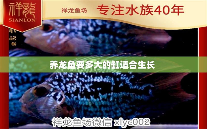 養(yǎng)龍魚要多大的缸適合生長 