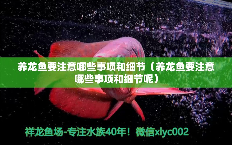 養(yǎng)龍魚(yú)要注意哪些事項(xiàng)和細(xì)節(jié)（養(yǎng)龍魚(yú)要注意哪些事項(xiàng)和細(xì)節(jié)呢）