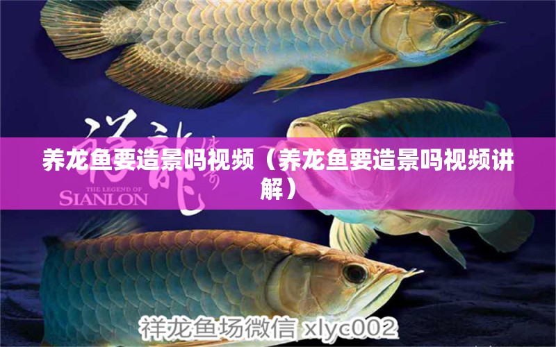 養(yǎng)龍魚(yú)要造景嗎視頻（養(yǎng)龍魚(yú)要造景嗎視頻講解） 刀魚(yú)魚(yú)