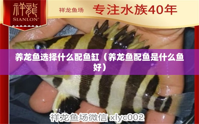 養(yǎng)龍魚選擇什么配魚缸（養(yǎng)龍魚配魚是什么魚好）