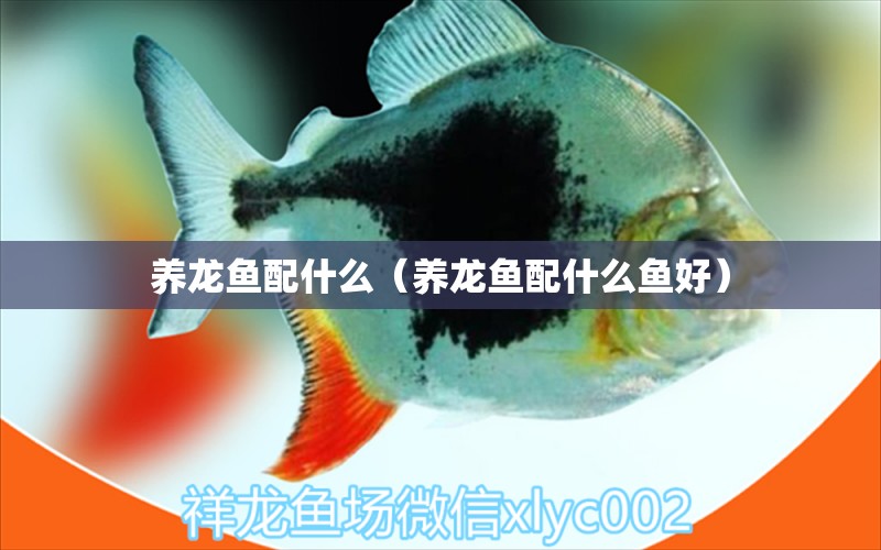 養(yǎng)龍魚配什么（養(yǎng)龍魚配什么魚好）