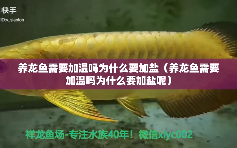 養(yǎng)龍魚需要加溫嗎為什么要加鹽（養(yǎng)龍魚需要加溫嗎為什么要加鹽呢） 祥龍水族醫(yī)院