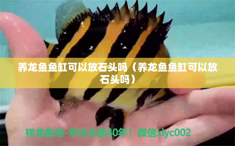 養(yǎng)龍魚魚缸可以放石頭嗎（養(yǎng)龍魚魚缸可以放石頭嗎） 紅龍專用魚糧飼料