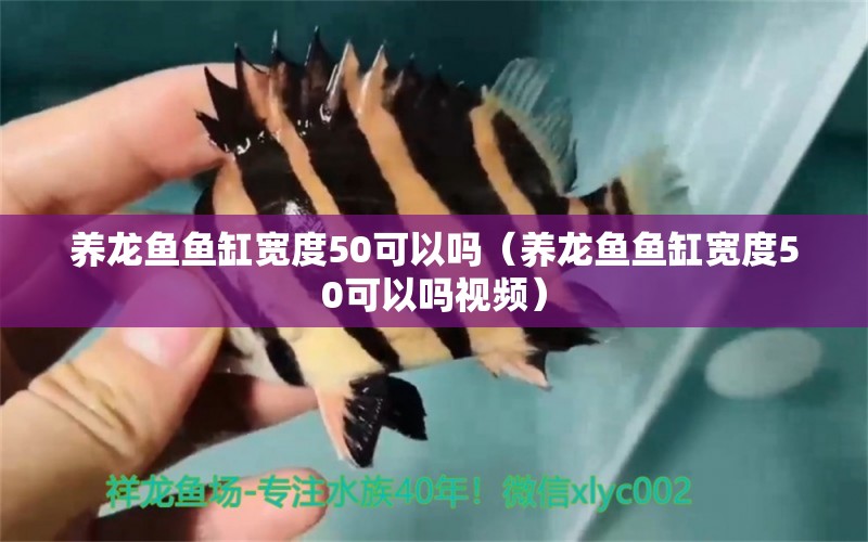 養(yǎng)龍魚(yú)魚(yú)缸寬度50可以嗎（養(yǎng)龍魚(yú)魚(yú)缸寬度50可以嗎視頻） 其他品牌魚(yú)缸