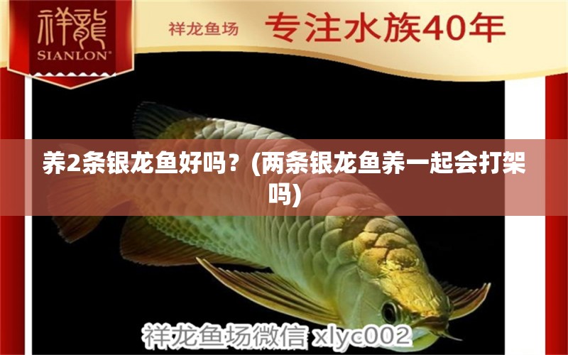 養(yǎng)2條銀龍魚好嗎？(兩條銀龍魚養(yǎng)一起會(huì)打架嗎) 銀龍魚