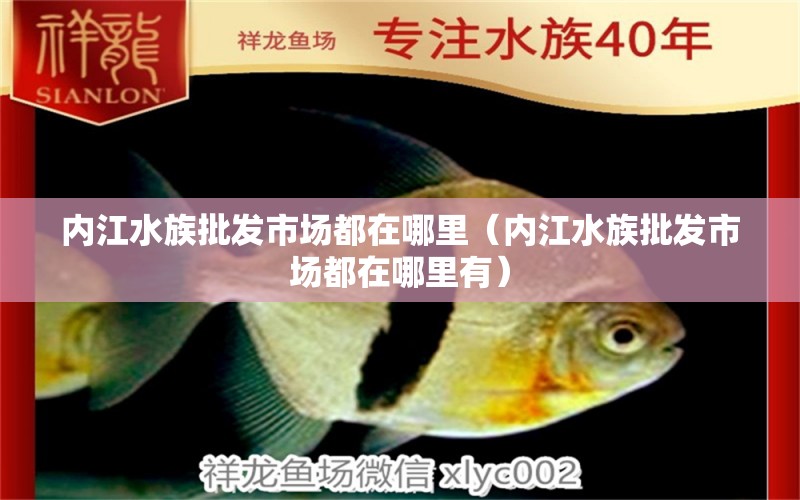 內(nèi)江水族批發(fā)市場都在哪里（內(nèi)江水族批發(fā)市場都在哪里有） 觀賞魚進(jìn)出口