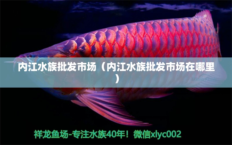 內(nèi)江水族批發(fā)市場(chǎng)（內(nèi)江水族批發(fā)市場(chǎng)在哪里）