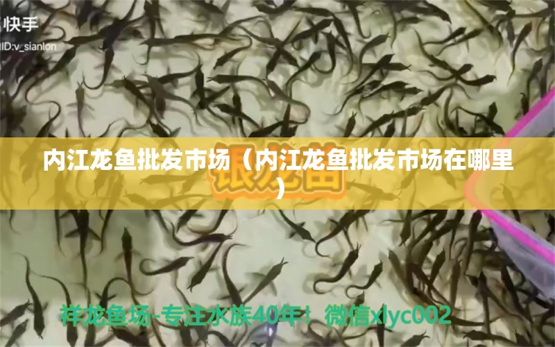 內(nèi)江龍魚(yú)批發(fā)市場(chǎng)（內(nèi)江龍魚(yú)批發(fā)市場(chǎng)在哪里） 龍魚(yú)批發(fā)