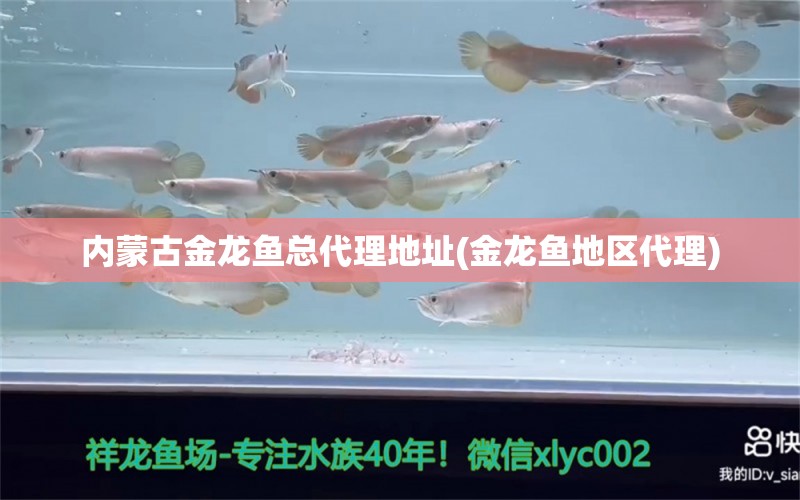 內(nèi)蒙古金龍魚總代理地址(金龍魚地區(qū)代理)