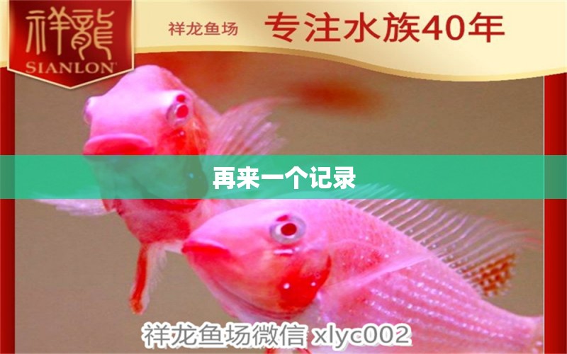 再來一個記錄 翡翠鳳凰魚