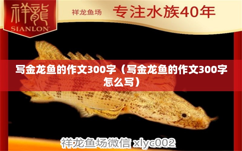 寫(xiě)金龍魚(yú)的作文300字（寫(xiě)金龍魚(yú)的作文300字怎么寫(xiě)）