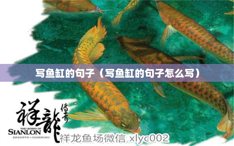 寫魚缸的句子（寫魚缸的句子怎么寫）