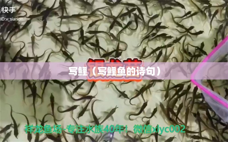 寫鯉（寫鯉魚的詩句） 觀賞魚