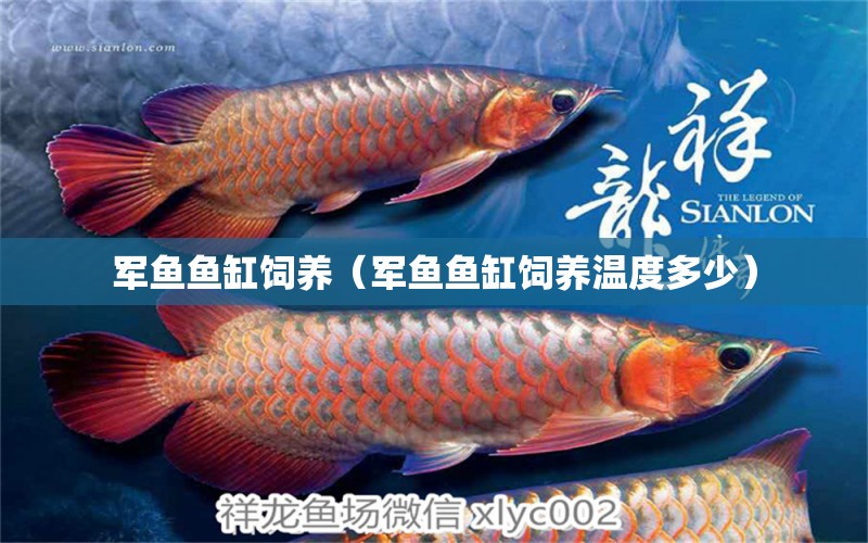 軍魚魚缸飼養(yǎng)（軍魚魚缸飼養(yǎng)溫度多少）