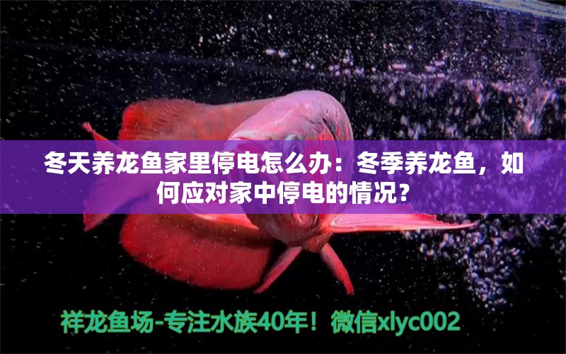 冬天養(yǎng)龍魚家里停電怎么辦：冬季養(yǎng)龍魚，如何應對家中停電的情況？ 水族問答 第1張