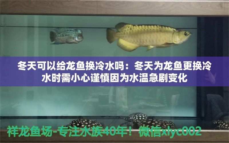 冬天可以給龍魚換冷水嗎：冬天為龍魚更換冷水時需小心謹慎因為水溫急劇變化 水族問答 第1張