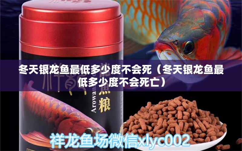 冬天銀龍魚(yú)最低多少度不會(huì)死（冬天銀龍魚(yú)最低多少度不會(huì)死亡） 銀龍魚(yú)