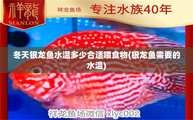 冬天銀龍魚水溫多少合適喂食物(銀龍魚需要的水溫)