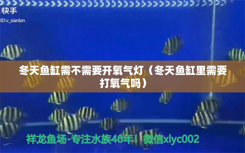 冬天魚缸需不需要開氧氣燈（冬天魚缸里需要打氧氣嗎） 蘇虎