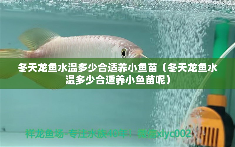 冬天龍魚(yú)水溫多少合適養(yǎng)小魚(yú)苗（冬天龍魚(yú)水溫多少合適養(yǎng)小魚(yú)苗呢）