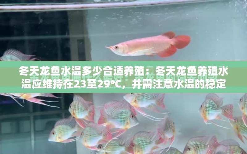 冬天龍魚(yú)水溫多少合適養(yǎng)殖：冬天龍魚(yú)養(yǎng)殖水溫應(yīng)維持在23至29℃，并需注意水溫的穩(wěn)定