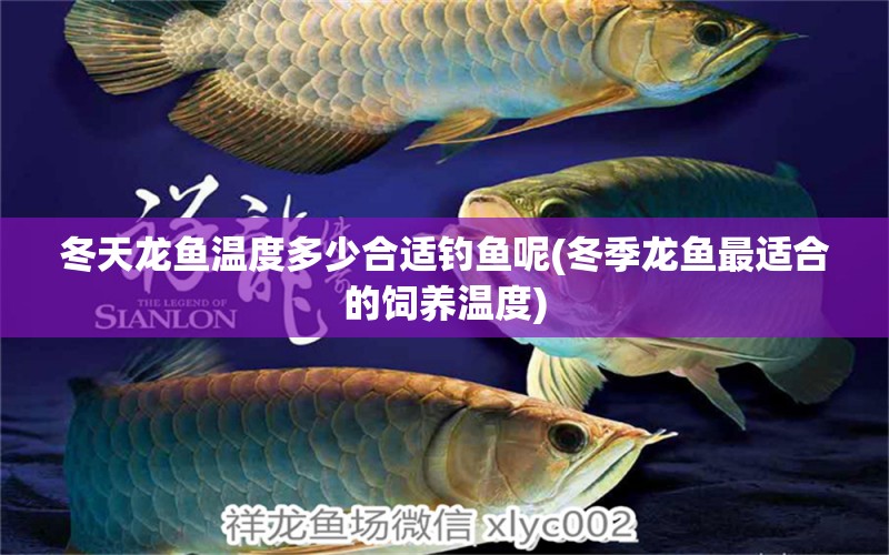 冬天龍魚溫度多少合適釣魚呢(冬季龍魚最適合的飼養(yǎng)溫度)