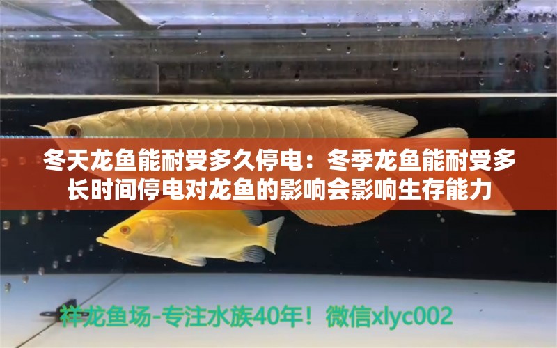 冬天龍魚能耐受多久停電：冬季龍魚能耐受多長時間停電對龍魚的影響會影響生存能力 水族問答 第1張