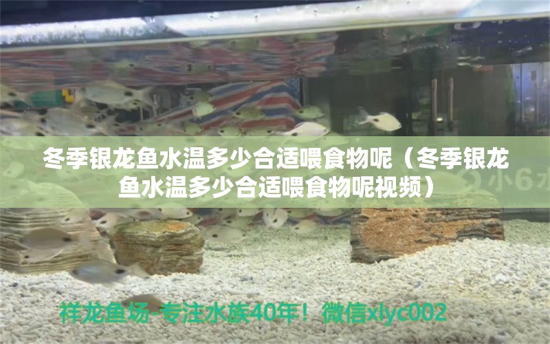 冬季銀龍魚水溫多少合適喂食物呢（冬季銀龍魚水溫多少合適喂食物呢視頻） 銀龍魚