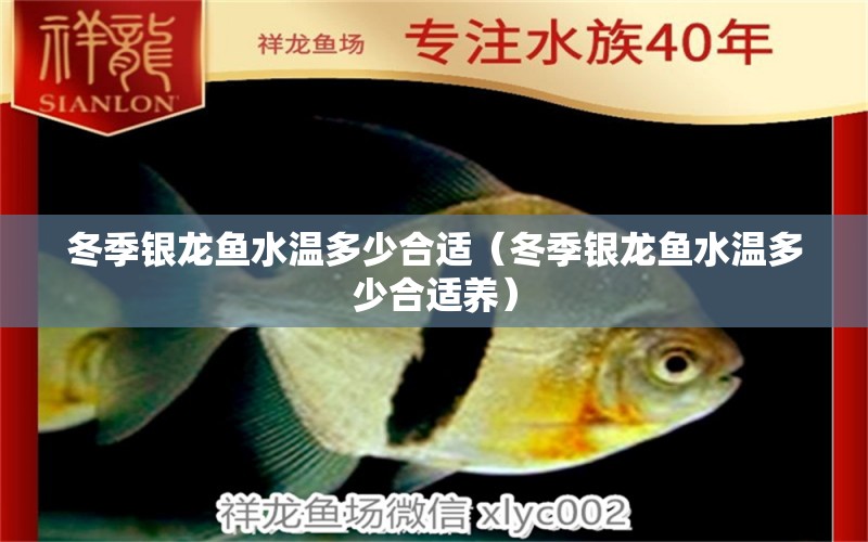 冬季銀龍魚水溫多少合適（冬季銀龍魚水溫多少合適養(yǎng)） 銀龍魚