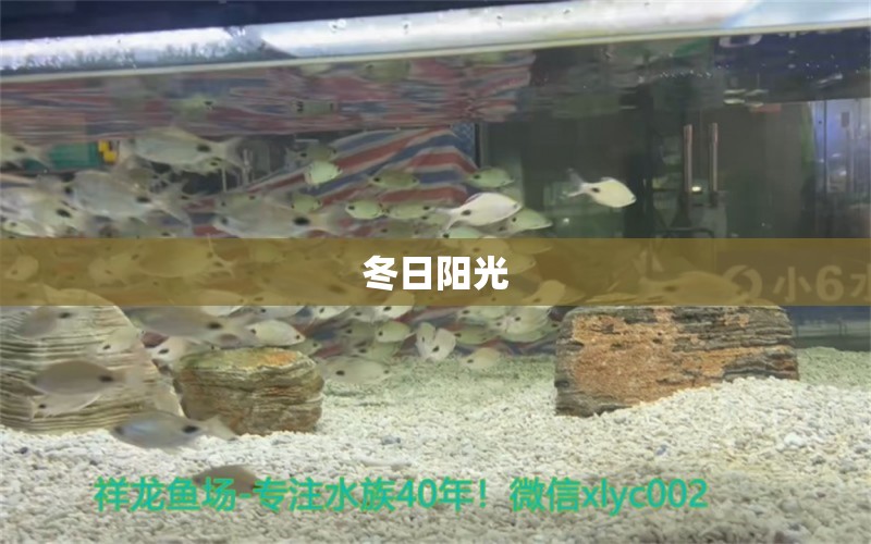 冬日陽(yáng)光 觀賞魚論壇 第2張