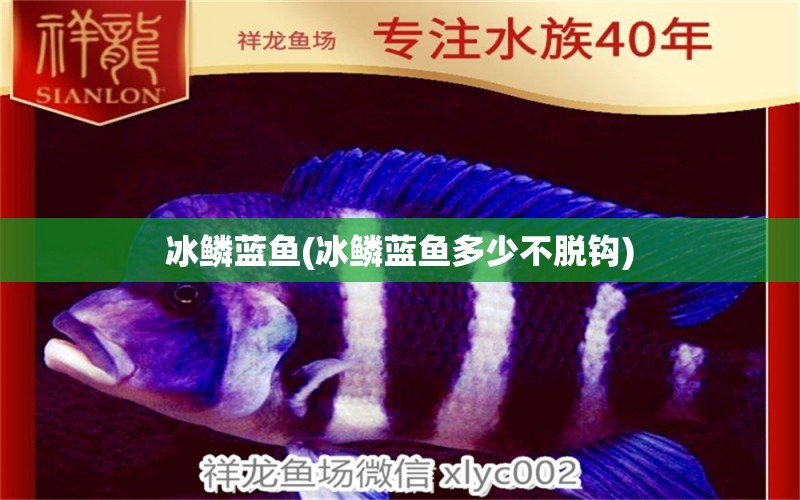 冰鱗藍魚(冰鱗藍魚多少不脫鉤) 金龍魚糧