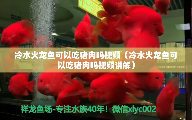 冷水火龍魚可以吃豬肉嗎視頻（冷水火龍魚可以吃豬肉嗎視頻講解）