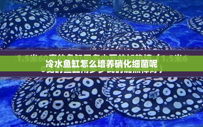 冷水魚缸怎么培養(yǎng)硝化細(xì)菌呢 水族問答 第1張