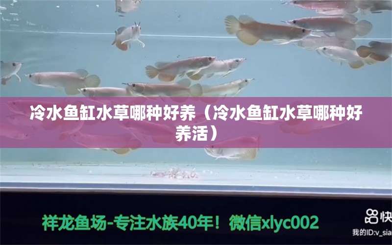 冷水魚缸水草哪種好養(yǎng)（冷水魚缸水草哪種好養(yǎng)活） 水草