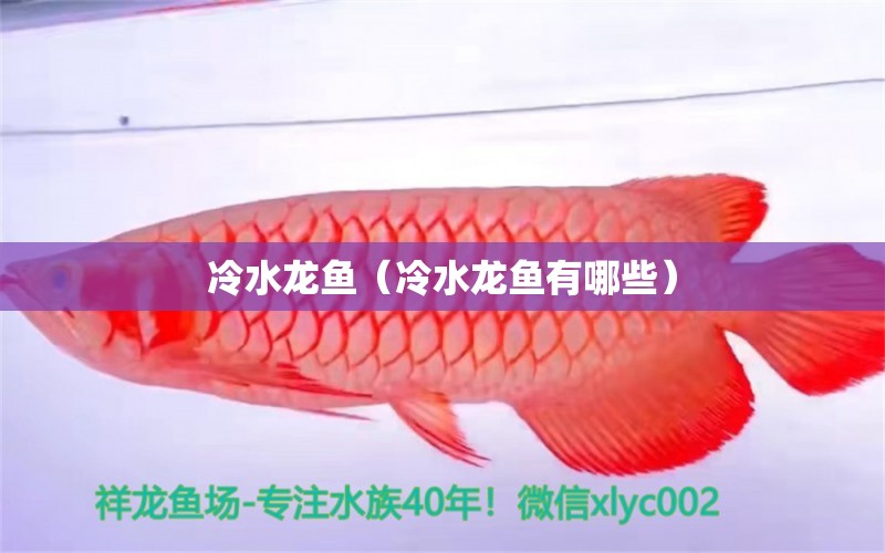 冷水龍魚(yú)（冷水龍魚(yú)有哪些）