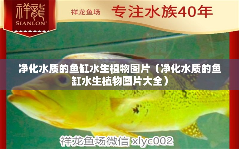 凈化水質的魚缸水生植物圖片（凈化水質的魚缸水生植物圖片大全）