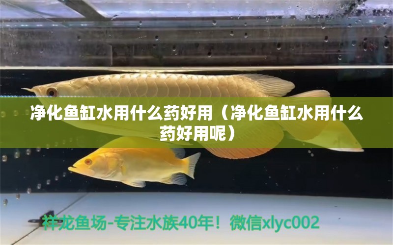 凈化魚缸水用什么藥好用（凈化魚缸水用什么藥好用呢）